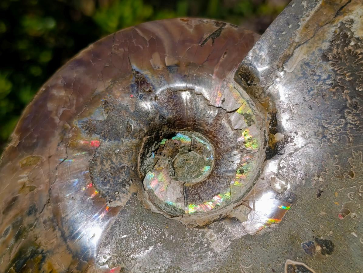 Polished Large Whole Cleoniceras "Jigsaw" Ammonite Fossil with Ammolite x 1 From Tulear, Madagascar - Toprock Gemstones and Minerals 