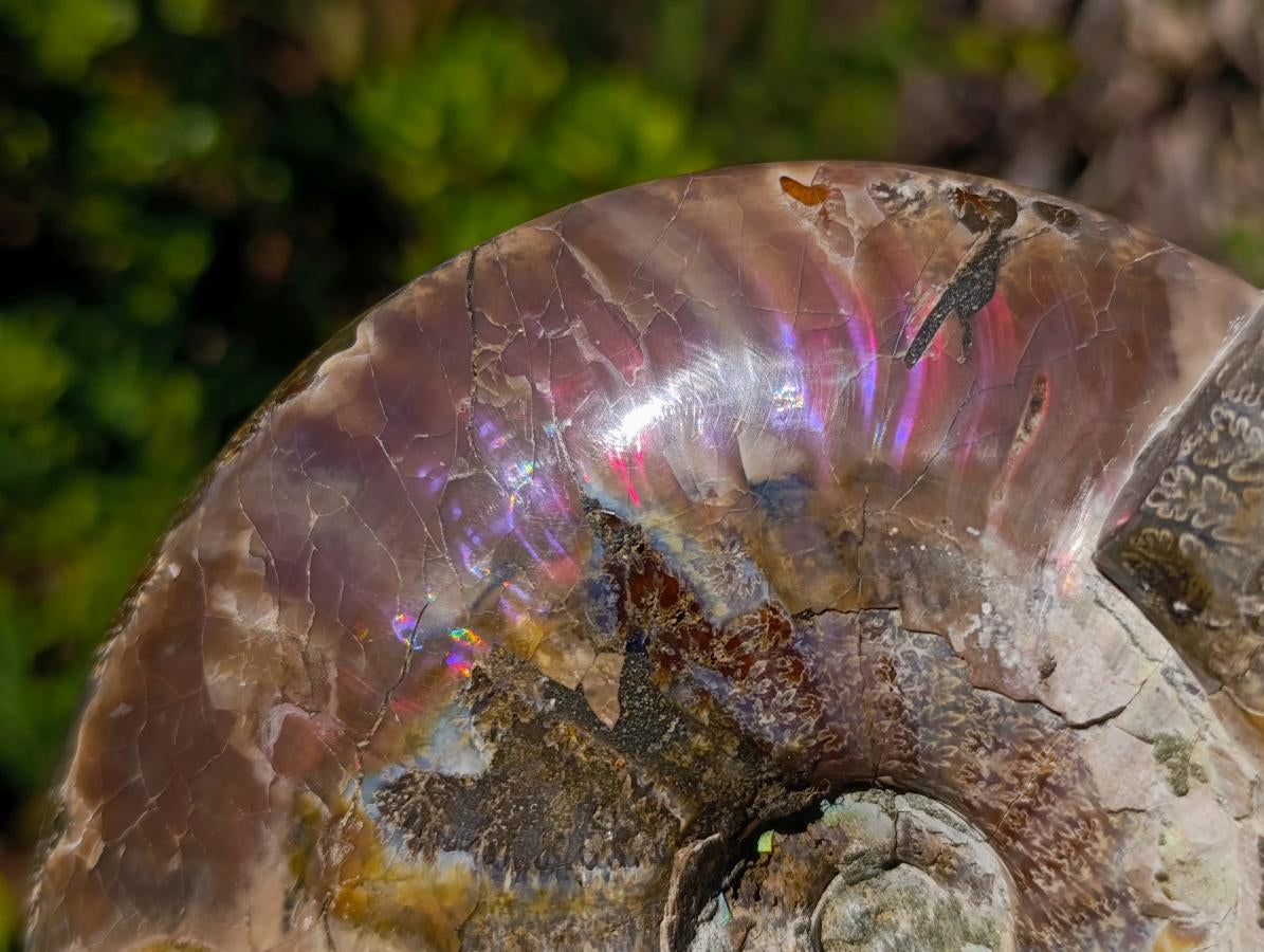 Polished Large Whole Cleoniceras "Jigsaw" Ammonite Fossil with Ammolite x 1 From Tulear, Madagascar - Toprock Gemstones and Minerals 