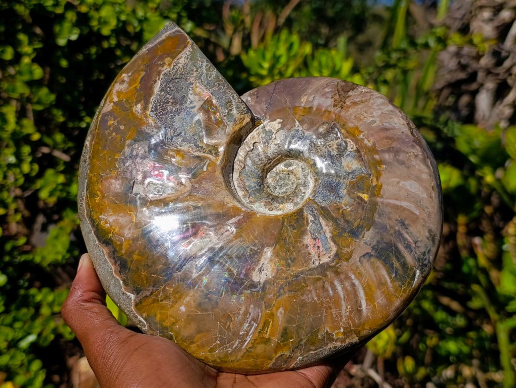 Polished Large Whole Cleoniceras "Jigsaw" Ammonite Fossil with Ammolite x 1 From Tulear, Madagascar - Toprock Gemstones and Minerals 