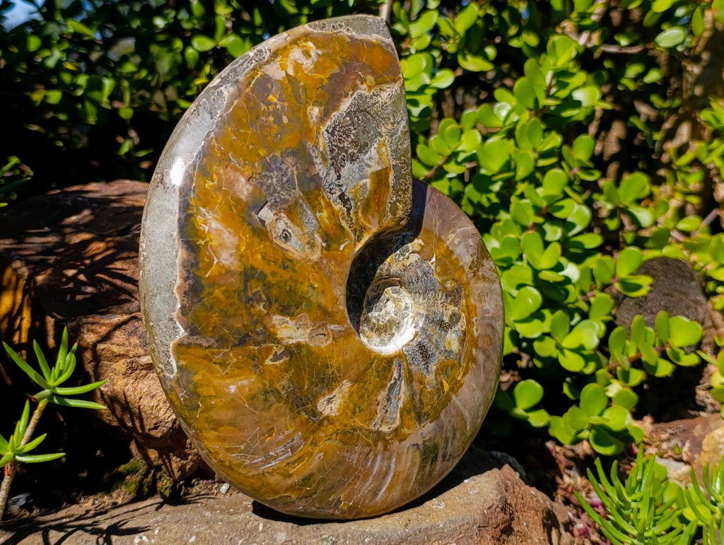 Polished Large Whole Cleoniceras "Jigsaw" Ammonite Fossil with Ammolite x 1 From Tulear, Madagascar - Toprock Gemstones and Minerals 