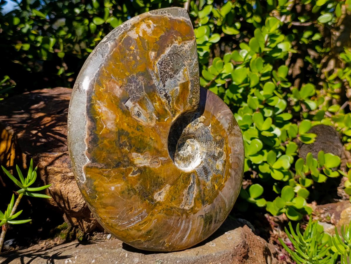Polished Large Whole Cleoniceras "Jigsaw" Ammonite Fossil with Ammolite x 1 From Tulear, Madagascar - Toprock Gemstones and Minerals 