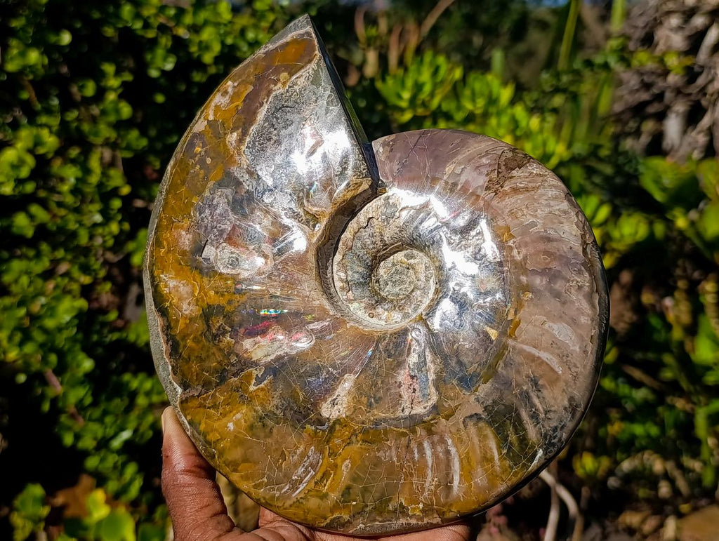 Polished Large Whole Cleoniceras "Jigsaw" Ammonite Fossil with Ammolite x 1 From Tulear, Madagascar - Toprock Gemstones and Minerals 