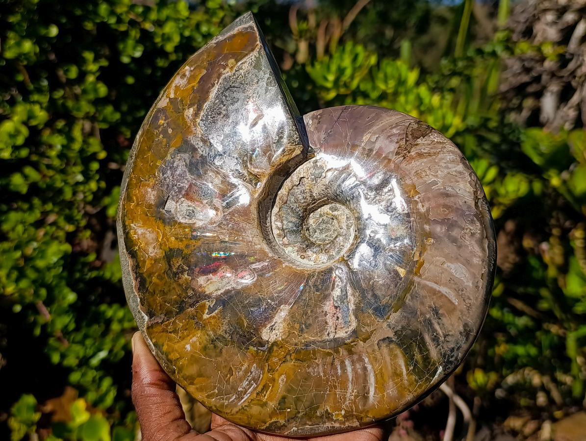 Polished Large Whole Cleoniceras "Jigsaw" Ammonite Fossil with Ammolite x 1 From Tulear, Madagascar - Toprock Gemstones and Minerals 