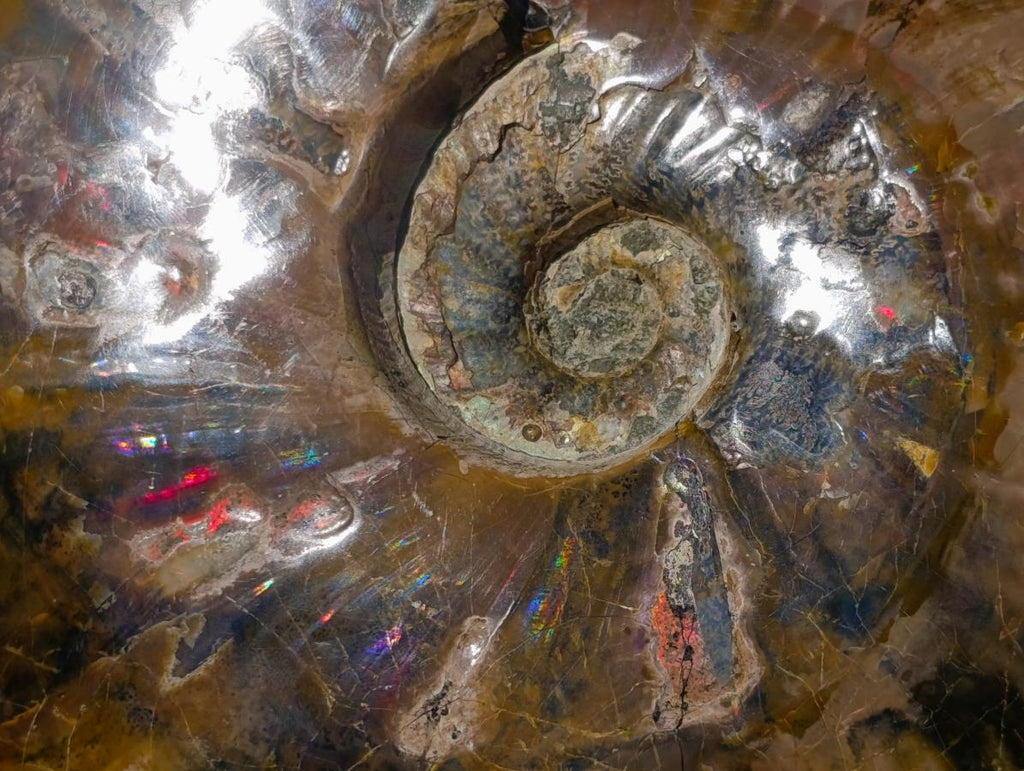 Polished Large Whole Cleoniceras "Jigsaw" Ammonite Fossil with Ammolite x 1 From Tulear, Madagascar - Toprock Gemstones and Minerals 