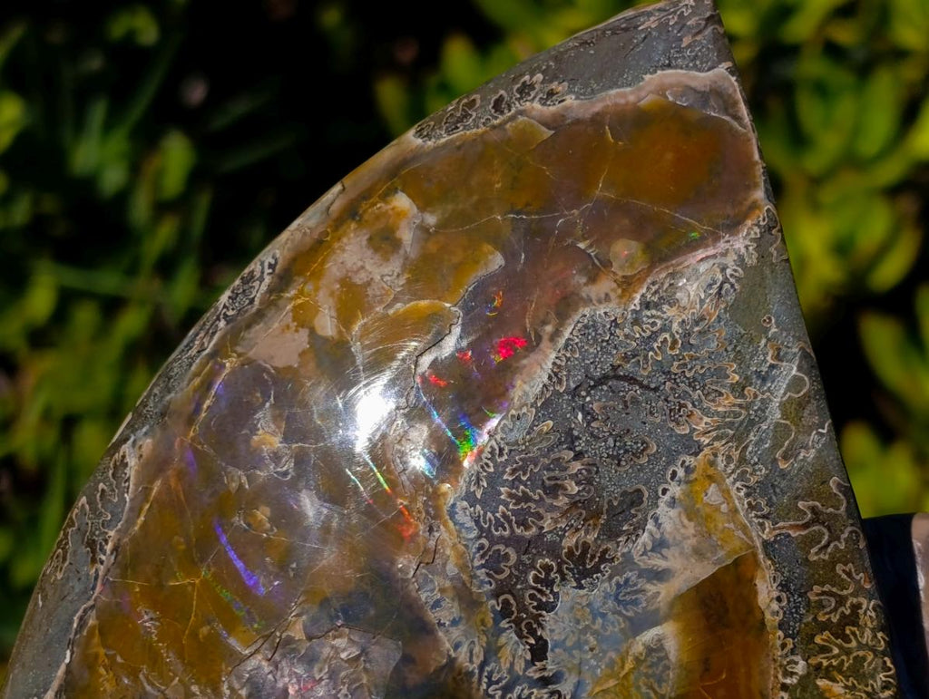 Polished Large Whole Cleoniceras "Jigsaw" Ammonite Fossil with Ammolite x 1 From Tulear, Madagascar - Toprock Gemstones and Minerals 