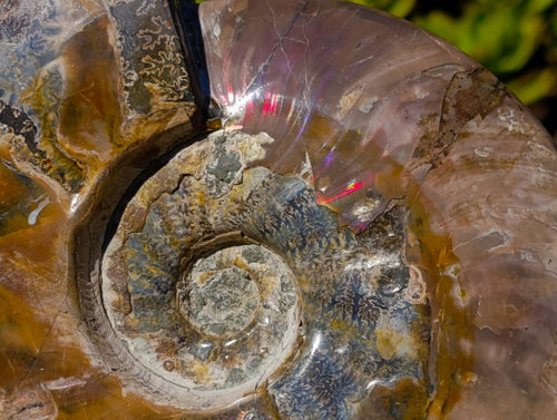 Polished Large Whole Cleoniceras "Jigsaw" Ammonite Fossil with Ammolite x 1 From Tulear, Madagascar - Toprock Gemstones and Minerals 