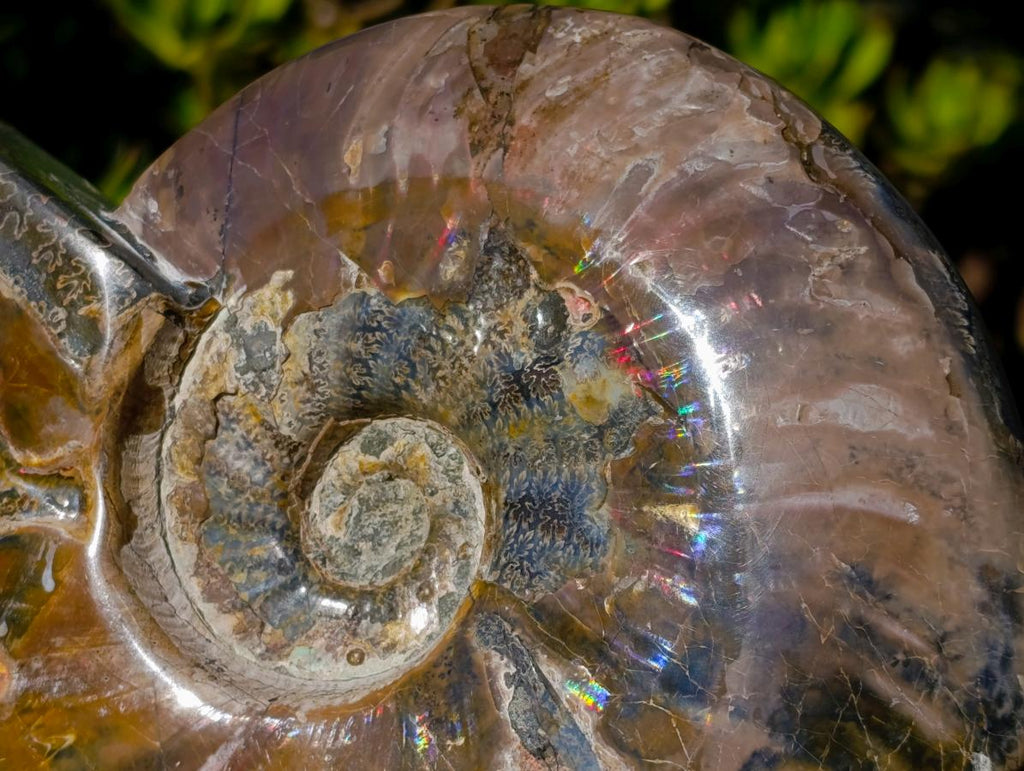 Polished Large Whole Cleoniceras "Jigsaw" Ammonite Fossil with Ammolite x 1 From Tulear, Madagascar - Toprock Gemstones and Minerals 