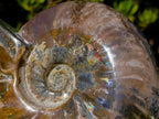 Polished Large Whole Cleoniceras "Jigsaw" Ammonite Fossil with Ammolite x 1 From Tulear, Madagascar - Toprock Gemstones and Minerals 