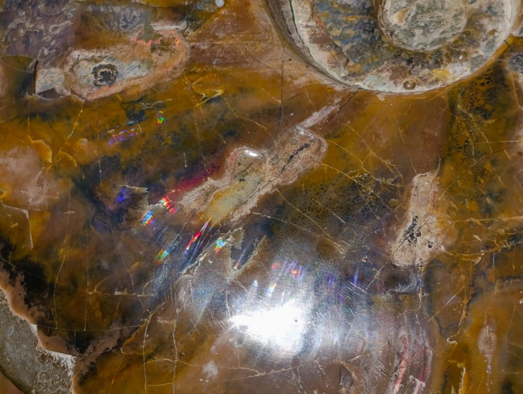 Polished Large Whole Cleoniceras "Jigsaw" Ammonite Fossil with Ammolite x 1 From Tulear, Madagascar - Toprock Gemstones and Minerals 