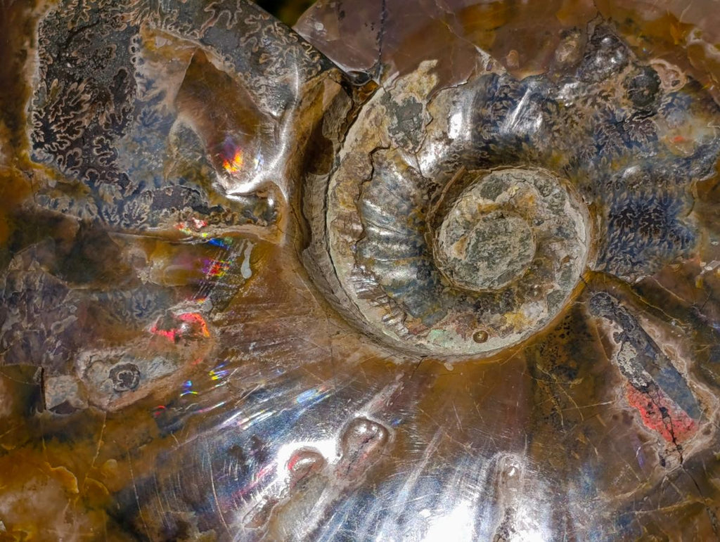 Polished Large Whole Cleoniceras "Jigsaw" Ammonite Fossil with Ammolite x 1 From Tulear, Madagascar - Toprock Gemstones and Minerals 
