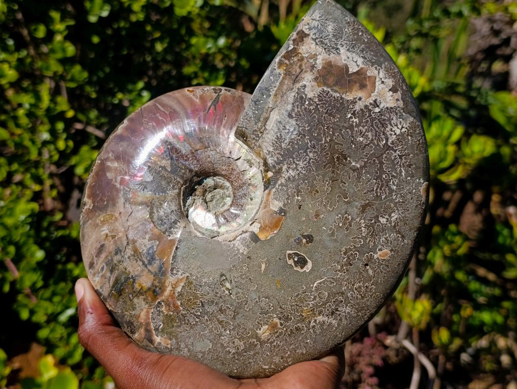 Polished Large Whole Cleoniceras "Jigsaw" Ammonite Fossil with Ammolite x 1 From Tulear, Madagascar - Toprock Gemstones and Minerals 
