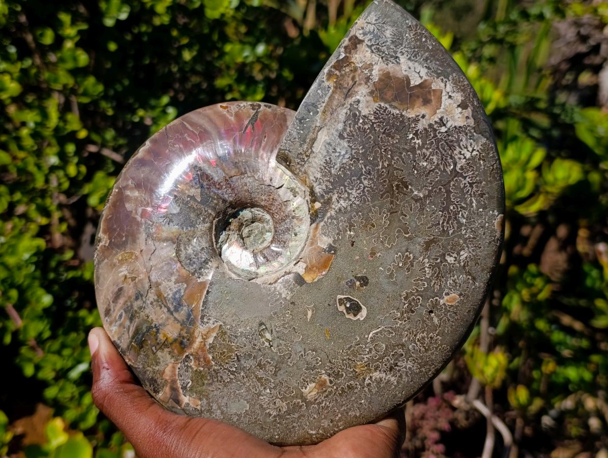 Polished Large Whole Cleoniceras "Jigsaw" Ammonite Fossil with Ammolite x 1 From Tulear, Madagascar - Toprock Gemstones and Minerals 