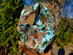 Natural Large Drusy Coated Chrysocolla Specimen with Crystalline Malachite on Copper Dolomite x 1 From Lupoto Mine, Congo - Toprock Gemstones and Minerals 