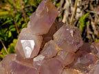 Natural XL Jacaranda Amethyst Cluster x 1 From Mumbwa, Zambia - Toprock Gemstones and Minerals 