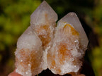 Natural Drusy Fairy Spirit Quartz Single Crystals x 70 From Boekenhouthoek, South Africa - Toprock Gemstones and Minerals 