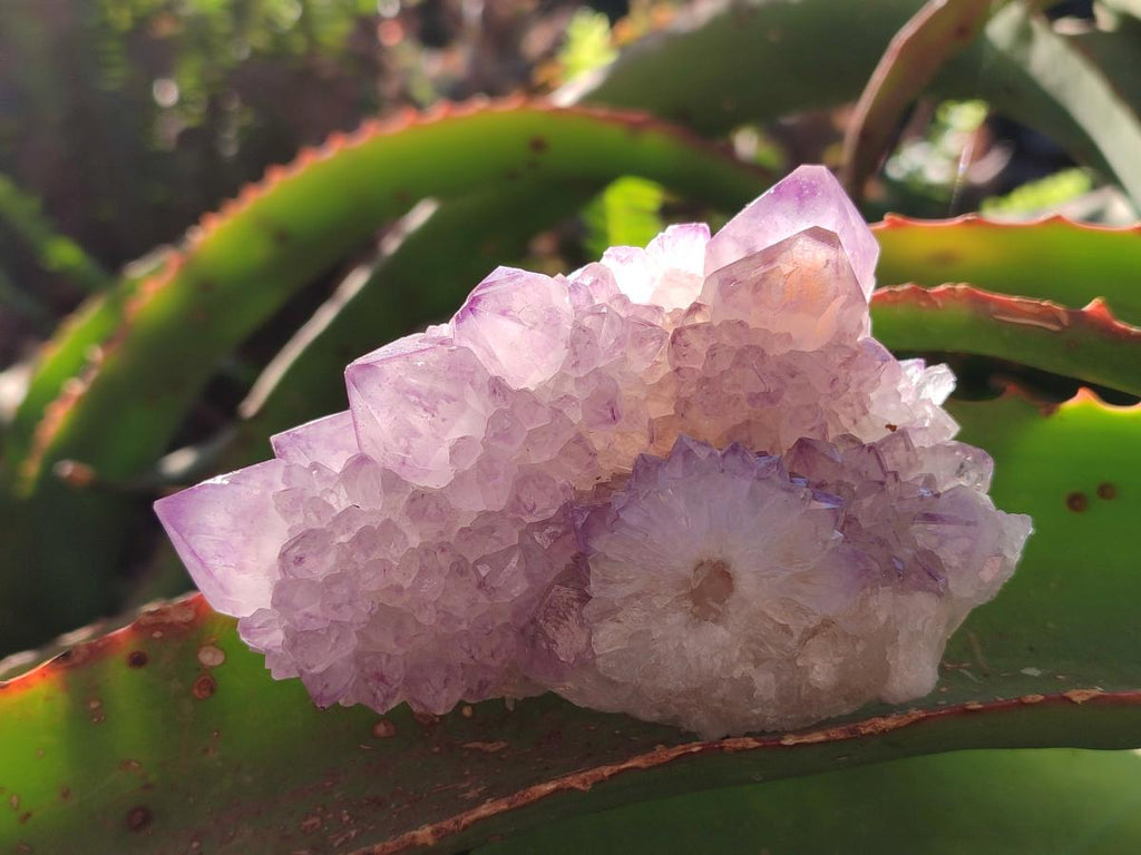 Natural Spirit Amethyst Clusters x 6 From Boekenhouthoek, South Africa - Toprock Gemstones and Minerals 