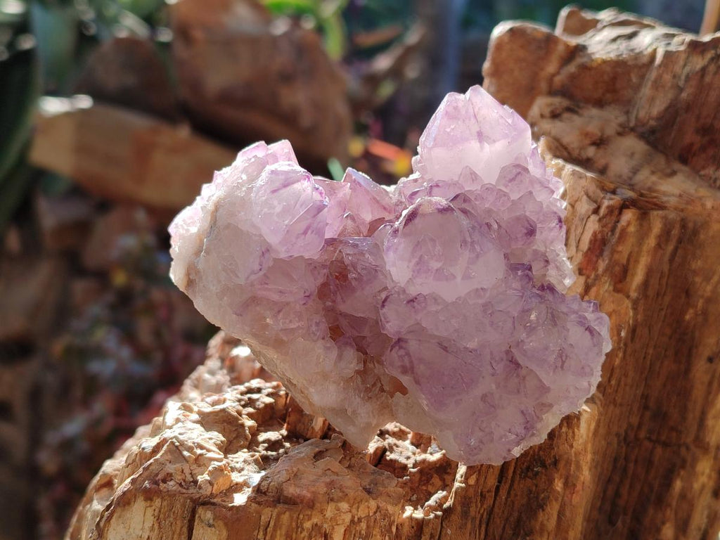 Natural Spirit Amethyst Clusters x 6 From Boekenhouthoek, South Africa - Toprock Gemstones and Minerals 