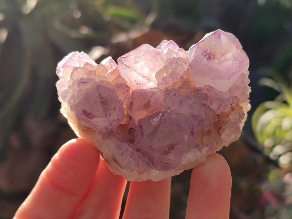 Natural Spirit Amethyst Clusters x 6 From Boekenhouthoek, South Africa - Toprock Gemstones and Minerals 