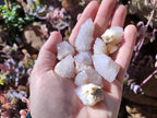 Natural Spirit Quartz Crystals x 70 From Boekenhouthoek, South Africa - Toprock Gemstones and Minerals 