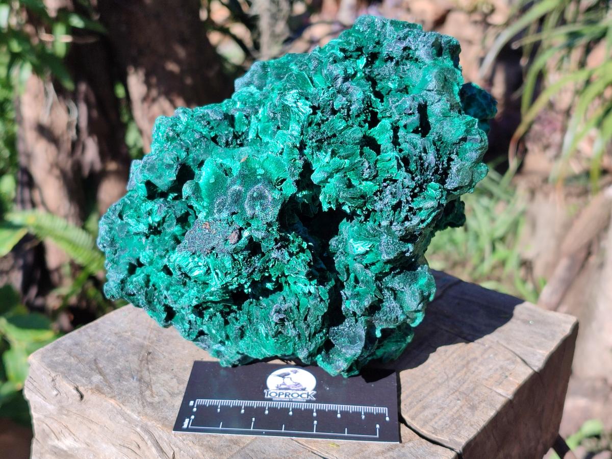 Natural Large Silky Malachite Specimen x 1 From Kasompe, Congo - Toprock Gemstones and Minerals 