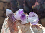 Natural Window Amethyst Crystals x 35 From Chiredzi, Zimbabwe - Toprock Gemstones and Minerals 