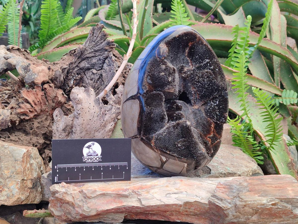 Polished and Natural Large Septerye Sauvage "Dragons Egg" Geode x 1 From Mahajanga, Madagascar - Toprock Gemstones and Minerals 