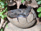 Polished and Natural Large Septerye Sauvage "Dragons Egg" Geode x 1 From Mahajanga, Madagascar - Toprock Gemstones and Minerals 