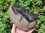 Polished and Natural Large Septerye Sauvage "Dragons Egg" Geode x 1 From Mahajanga, Madagascar - Toprock Gemstones and Minerals 