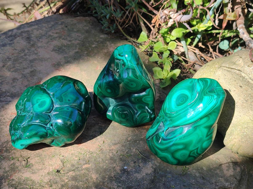 Polished Flower Banded Malachite Free Forms x 3 From Congo - Toprock Gemstones and Minerals 
