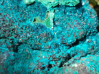 Natural Dioptase Specimens with Malachite and Chrysocolla on Dolomite Matrix x 2 From Mashamba East Mine, Congo - Toprock Gemstones and Minerals 