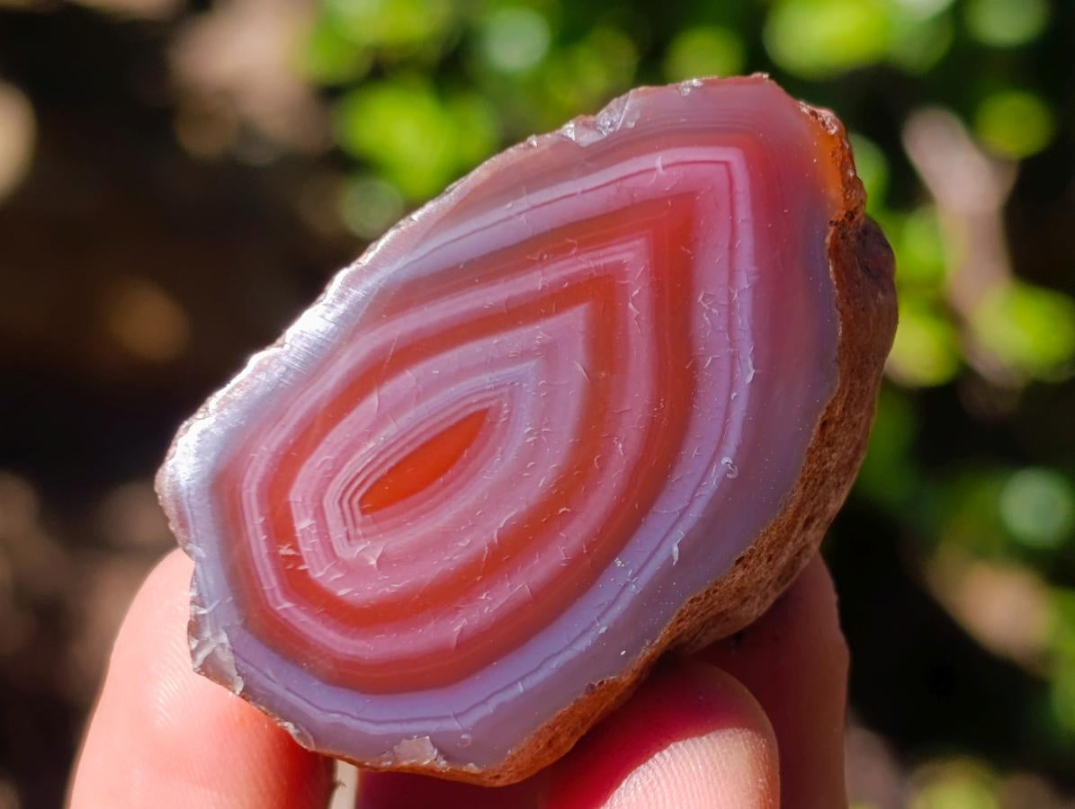 Polished One Side Red Shashe River Agate Nodules x 24 From Shashe River, Zimbabwe - Toprock Gemstones and Minerals 