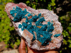 Natural Large Cabinet Size Dioptase on Dolomite Specimen x 1 From Mashamba East Mine, Congo - Toprock Gemstones and Minerals 