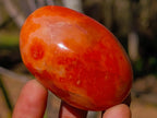 Polished Carnelian Agate Gemstone Galets x 12 From Madagascar - Toprock Gemstones and Minerals 