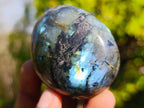 Polished Labradorite Palm Stones x 12 From Madagascar - Toprock Gemstones and Minerals 