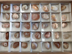 Polished Mini Flower Agate Free Forms x 35 From Antsahalova, Madagascar - Toprock Gemstones and Minerals 