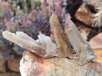 Natural Drusy Fairy Spirit Quartz Single Crystals x 70 From Boekenhouthoek, South Africa - Toprock Gemstones and Minerals 