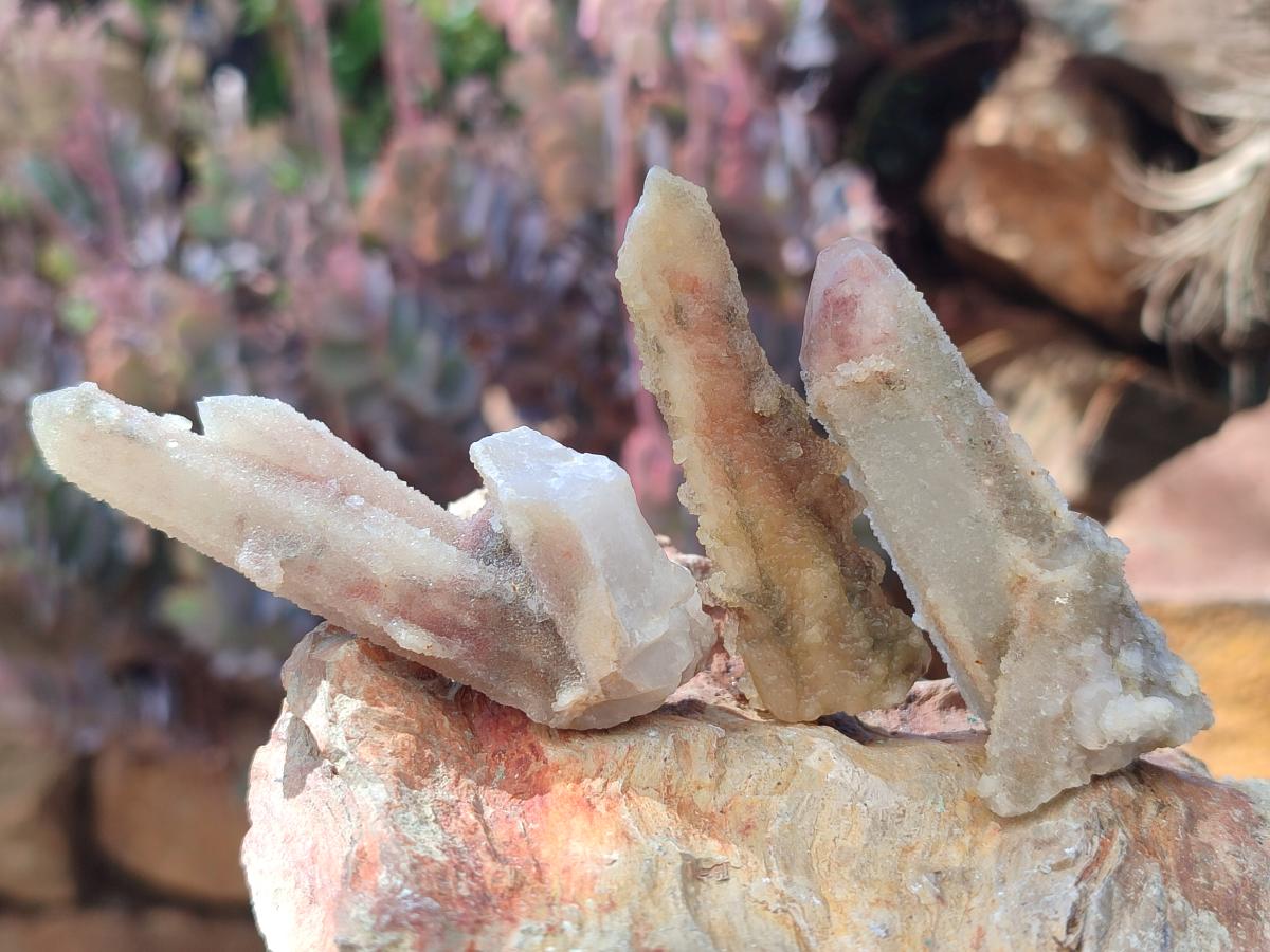 Natural Drusy Fairy Spirit Quartz Single Crystals x 70 From Boekenhouthoek, South Africa - Toprock Gemstones and Minerals 