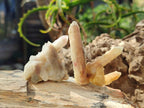 Natural Drusy Fairy Spirit Quartz Single Crystals x 70 From Boekenhouthoek, South Africa - Toprock Gemstones and Minerals 