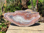 Polished One Side Red Shashe River Agate Slices x 6 From Shashe River, Zimbabwe - Toprock Gemstones and Minerals 