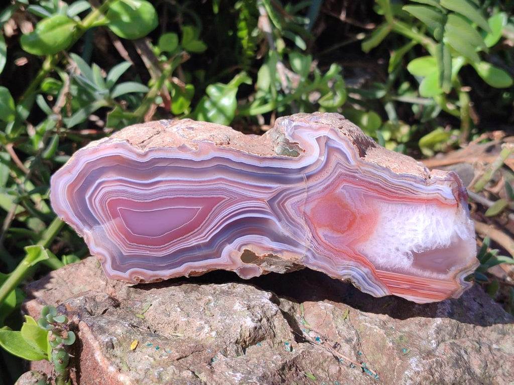 Polished One Side Red Shashe River Agate Slices x 6 From Shashe River, Zimbabwe - Toprock Gemstones and Minerals 