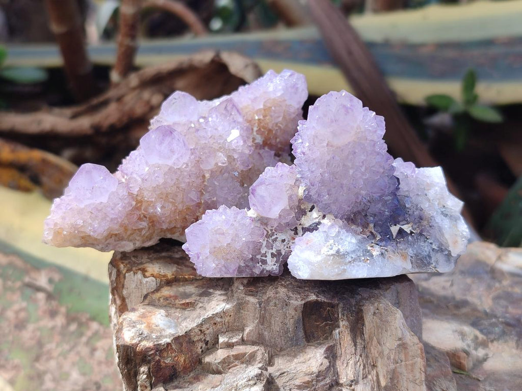 Natural Spirit Amethyst Clusters x 12 From Boekenhouthoek, South Africa - Toprock Gemstones and Minerals 
