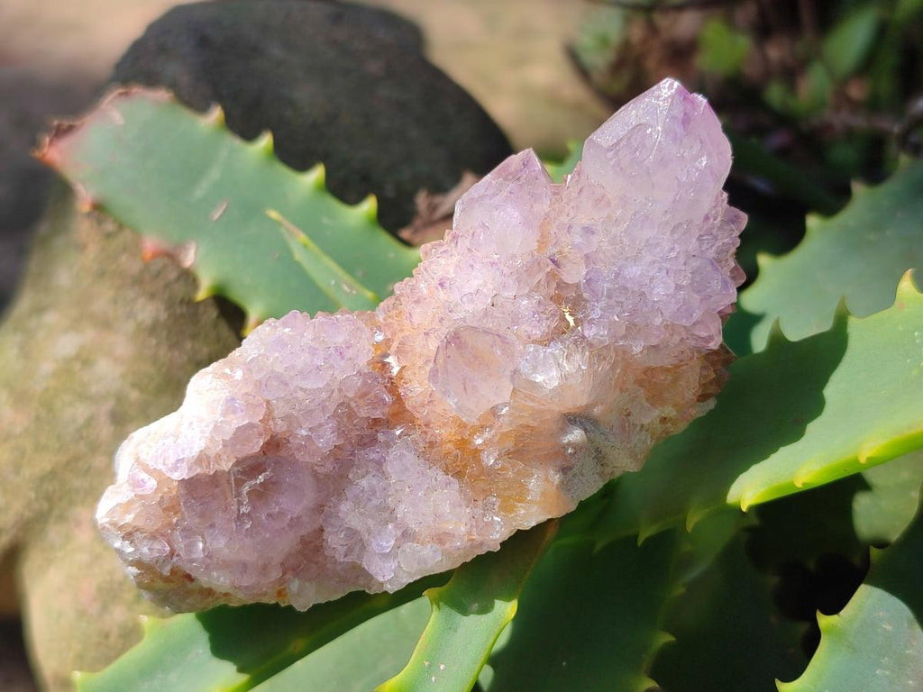 Natural Spirit Amethyst Clusters x 12 From Boekenhouthoek, South Africa - Toprock Gemstones and Minerals 