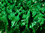 Natural Large Silky Malachite Specimen x 1 From Kasompe, Congo - Toprock Gemstones and Minerals 