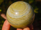 Polished Butter Jade Spheres x 6 From Bronkhorstspruit, South Africa - Toprock Gemstones and Minerals 