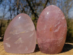 Polished Gemmy Rose Quartz Standing Display Pieces x 2 From Madagascar - Toprock Gemstones and Minerals 