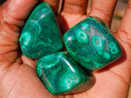 Polished Flower Banded Malachite Free Forms x 35 From Congo - Toprock Gemstones and Minerals 
