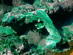 Natural Silky Malachite Specimens x 2 From Kasompe, Congo - Toprock Gemstones and Minerals 