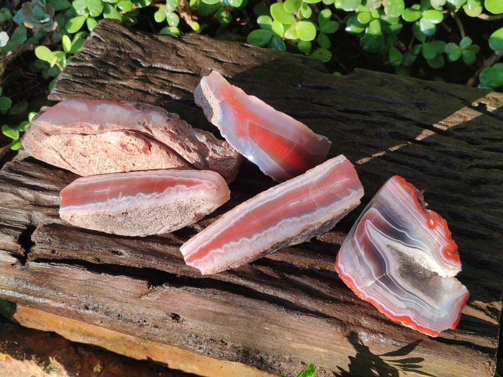 Polished One Side Red Shashe River Agate Nodules x 5 From Shashe River, Zimbabwe - Toprock Gemstones and Minerals 