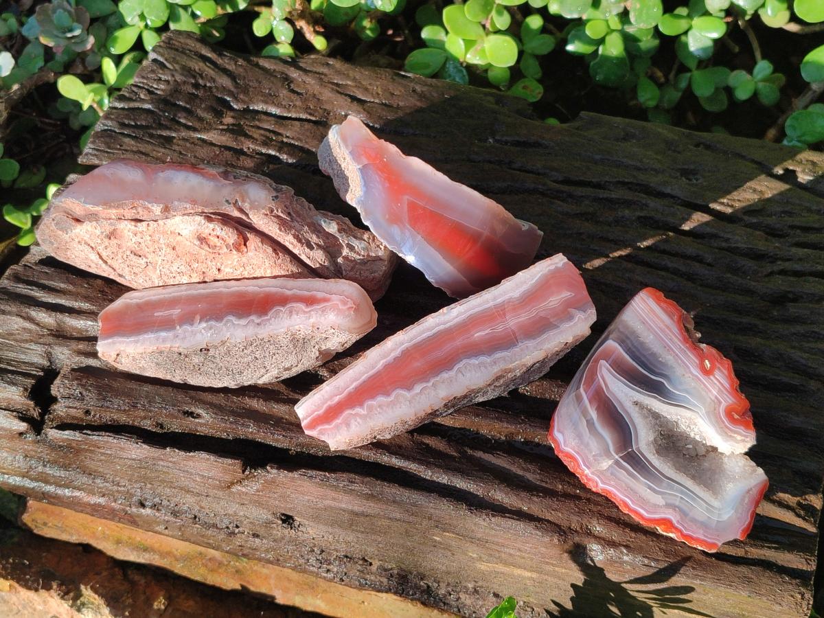 Polished One Side Red Shashe River Agate Nodules x 5 From Shashe River, Zimbabwe - Toprock Gemstones and Minerals 