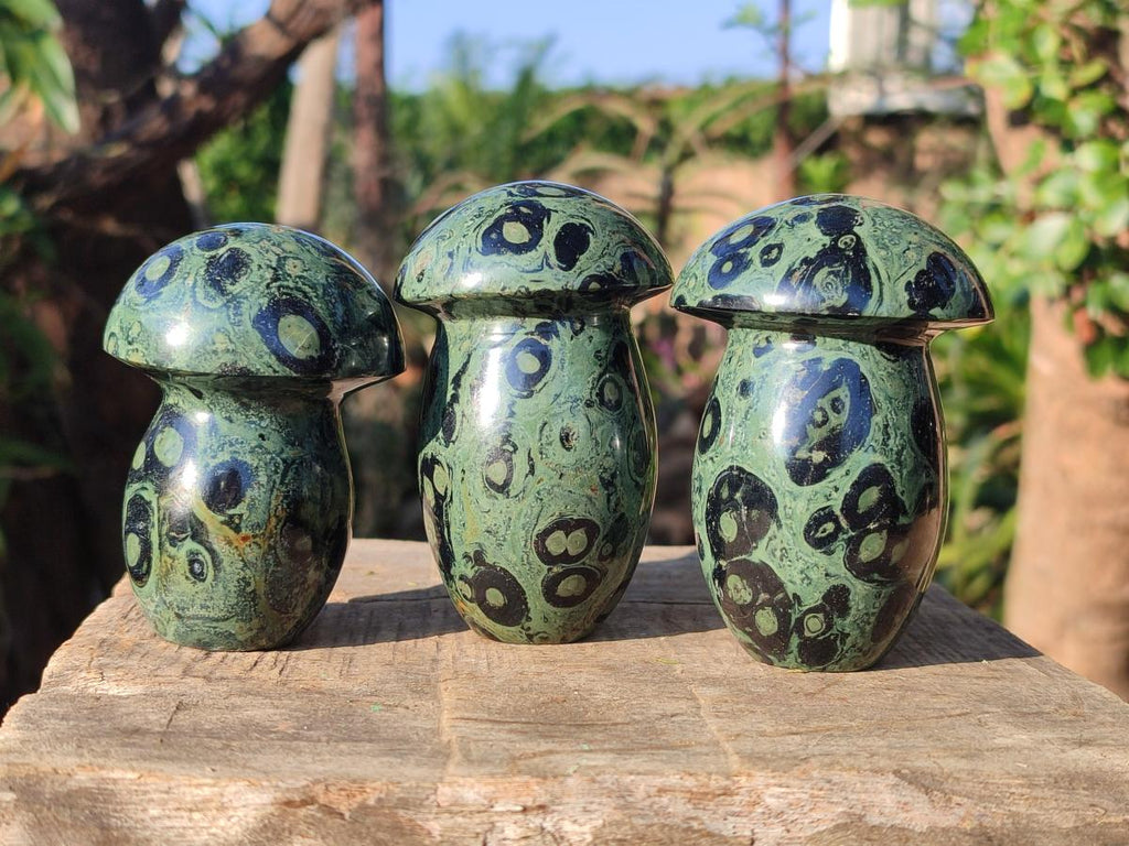 Polished Stromatolite "Kambamba Jasper" Mushrooms x 5 From Katsepy, Madagascar - Toprock Gemstones and Minerals 